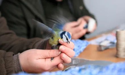 <strong>W ten weekend ornitolodzy w całej Polsce znakują ptaki. Każdy może pomóc</strong>