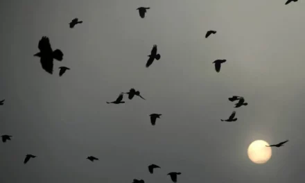 <strong>Naukowcy zwracają uwagę na problem ptaków, które giną w sylwestrową noc</strong>
