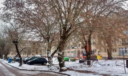 Kolejny konflikt o drzewa w Augustowie. Tym razem na „Kaczym dołku” [AUDIO]