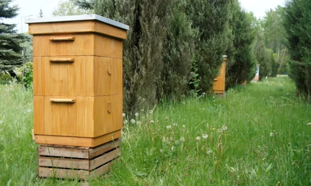 Światowy Dzień Pszczół. Sprawdź, jak chronić te pożyteczne owady!