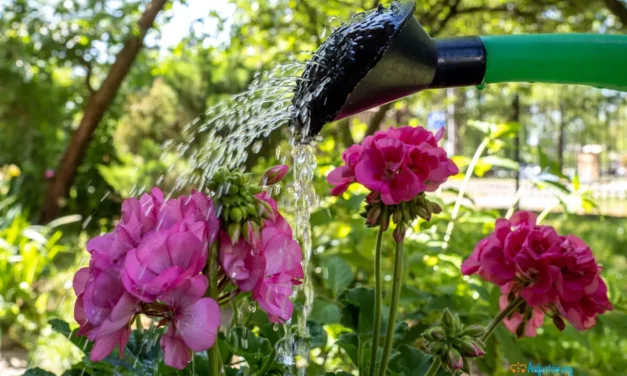 Podlaskie: w związku z suszą w Supraślu zakaz podlewania w dzień ogródków i trawników