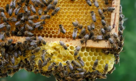 8 sierpnia – Wielki Dzień Pszczół. Dlaczego zapylacze są tak cenne dlaśrodowiska?