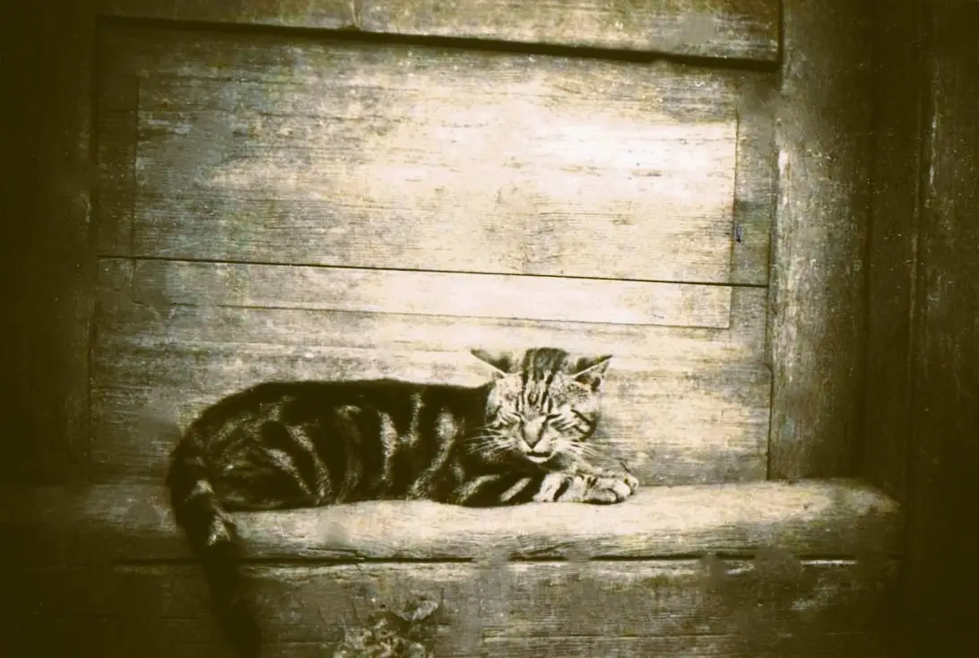 Kot Pimpuś na progu mojego dawnego domu, fot. Józefa Drozdowska