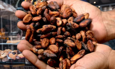 Kakao bije historyczne rekordy. Na horyzoncie 7 tys. dol. za tonę i wyższe ceny na sklepowych półkach
