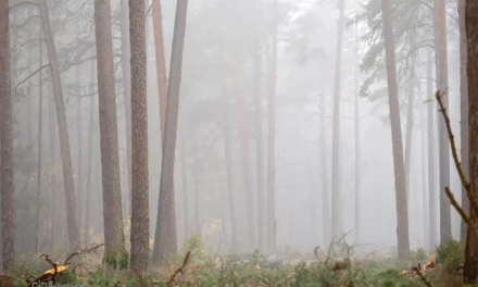 Przedstawiciele firm z branży drzewnej chcą rozmów z ministerstwem klimatu