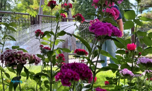 Augustów: Zgłoś się konkursu na najładniejszą posesję ,,Augustowskie ogrody i balkony przyjazne pszczołom 2024’’ i wygraj nagrodę