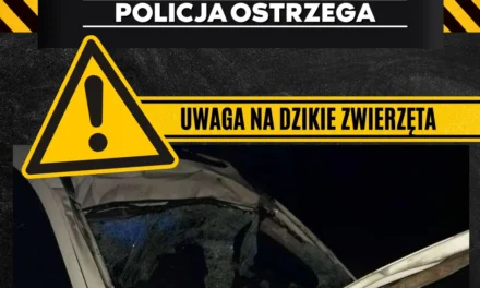 Dzikie zwierzęta zagrożeniem dla kierowców