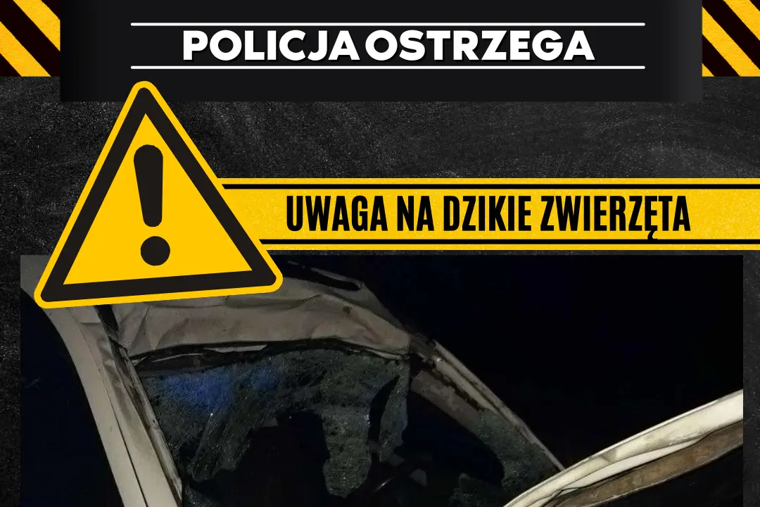 Dzikie zwierzęta zagrożeniem dla kierowców