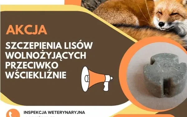 Augustów: Powiatowy Inspektorat Weterynarii w Augustowie zawiadamia o szczepieniach lisów przeciwko wściekliźnie