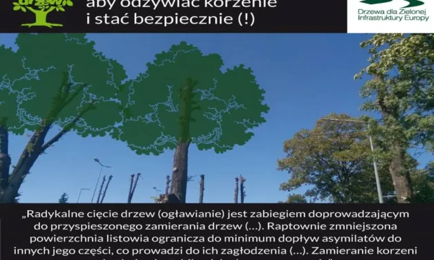 Augustów: Prace w obrębie koron drzew – przypominamy o obwiązujących przepisach