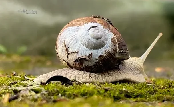 W tym roku nie będzie zbiorów winniczka w woj. warmińsko-mazurskim