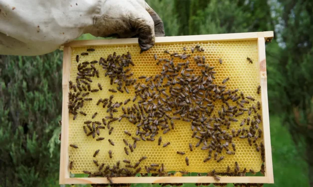 20 maja obchodzimy Światowy Dzień Pszczół