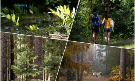 Augustów: Zaproszenie na drugie spotkania w ramach Augustowskiej Akademii Leśnej 🌳