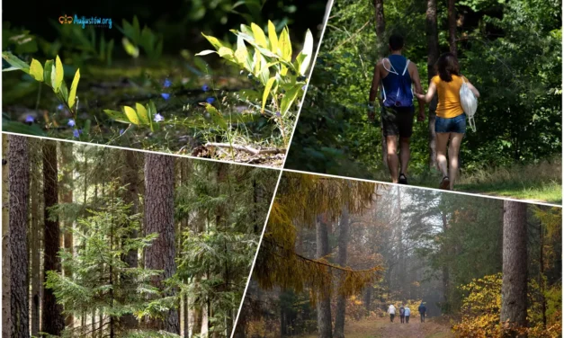 Augustów: Zaproszenie na drugie spotkania w ramach Augustowskiej Akademii Leśnej 🌳