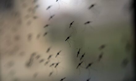 Po intensywnych opadach w Polsce mogą się pojawić chmary komarów