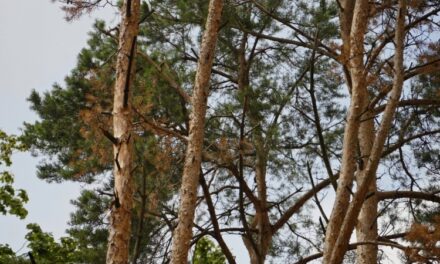 Augustów: Kornik zaatakował przy amfiteatrze. Wytną 14 sosen, aby ocalić miejski las