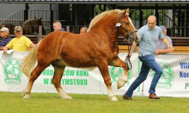 Augustów: Sukces hodowcy koni z naszego powiatu