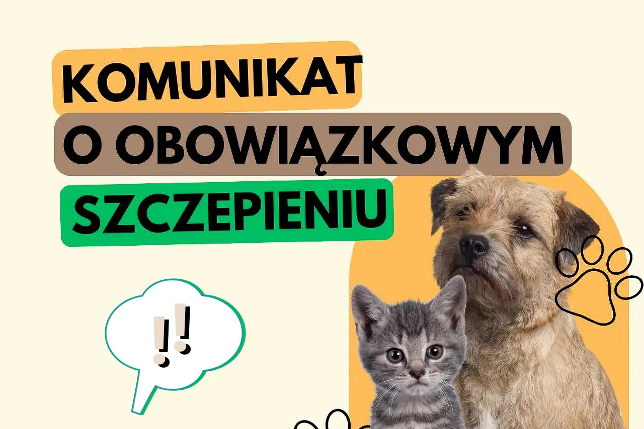 Niewykonanie okresowych szczepień skutkuje nałożeniem na właścicieli zwierząt mandatu w wysokości 500 zł przez Policję lub Inspekcję Weterynaryjnej. Inspekcja Weterynaryjna przypomina o obowiązku szczepień psów i kotów przeciw wściekliźnie. Wszystkie psy powyżej 3 miesiąca życia podlegają obowiązkowemu ochronnemu szczepieniu przeciw wściekliźnie. Zaleca się również wykonanie szczepienia u kotów, w szczególności, jeśli przebywają okresowo poza pomieszczeniami mieszkalnymi. Posiadacze psów są obowiązani zaszczepić psy przeciwko wściekliźnie w terminie 30 dni od dnia ukończenia przez psa 3 miesiąca życia, a następnie nie rzadziej niż co 12 miesięcy od dnia ostatniego szczepienia. Nie wykonanie okresowych szczepień skutkuje nałożeniem na właścicieli zwierząt mandatu w wysokości 500 zł przez Policję lub Inspekcję Weterynaryjną. Należy mieć na uwadze, że wścieklizna nadal stanów i zagrożenie i jest groźną chorobą zwierząt i chorobą odzwierzęcą. Powiatowy Lekarz Weterynarii w Augustowie Źródło: Starostwo Powiatowe w Augustowie Opublikował: Bart.