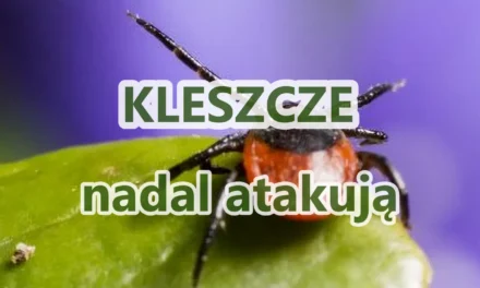 Augustów: Kleszcze nadal atakują – to jeszcze nie koniec!
