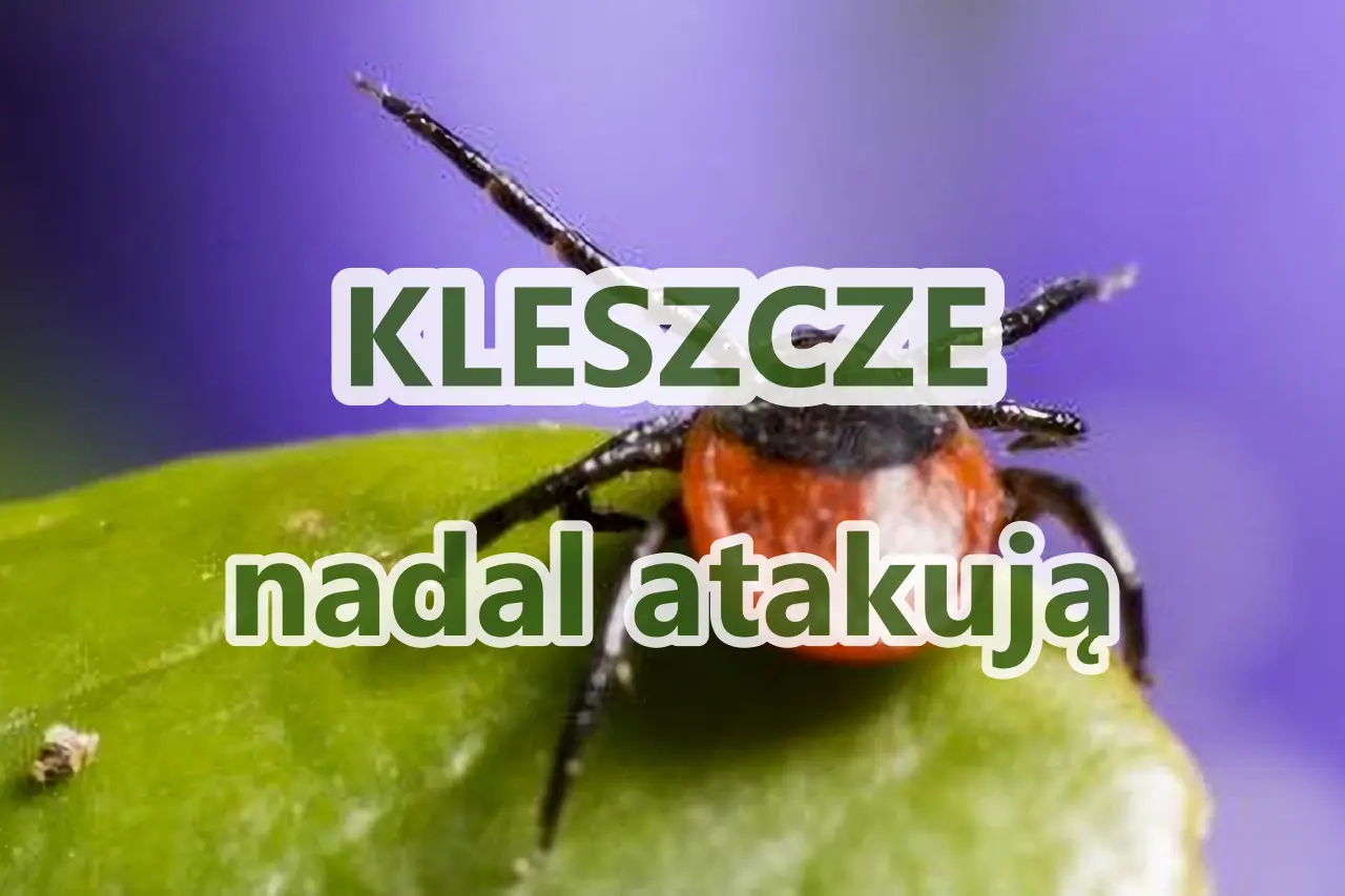 Kleszcze nadal atakują – to jeszcze nie koniec!