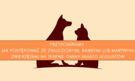 Augustów: Jak postępować ze znalezionymi, rannymi lub martwymi zwierzętami na terenie Gminy Miasto Augustów