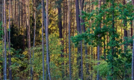 Rosną obawy Polaków o stan lasów i ich bioróżnorodność. To wpływa na ich decyzje zakupowe