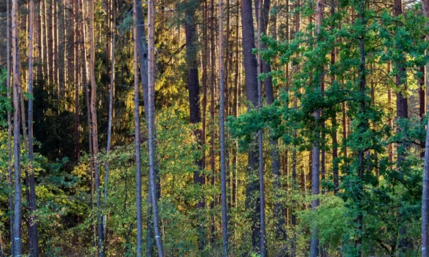 Rosną obawy Polaków o stan lasów i ich bioróżnorodność. To wpływa na ich decyzje zakupowe