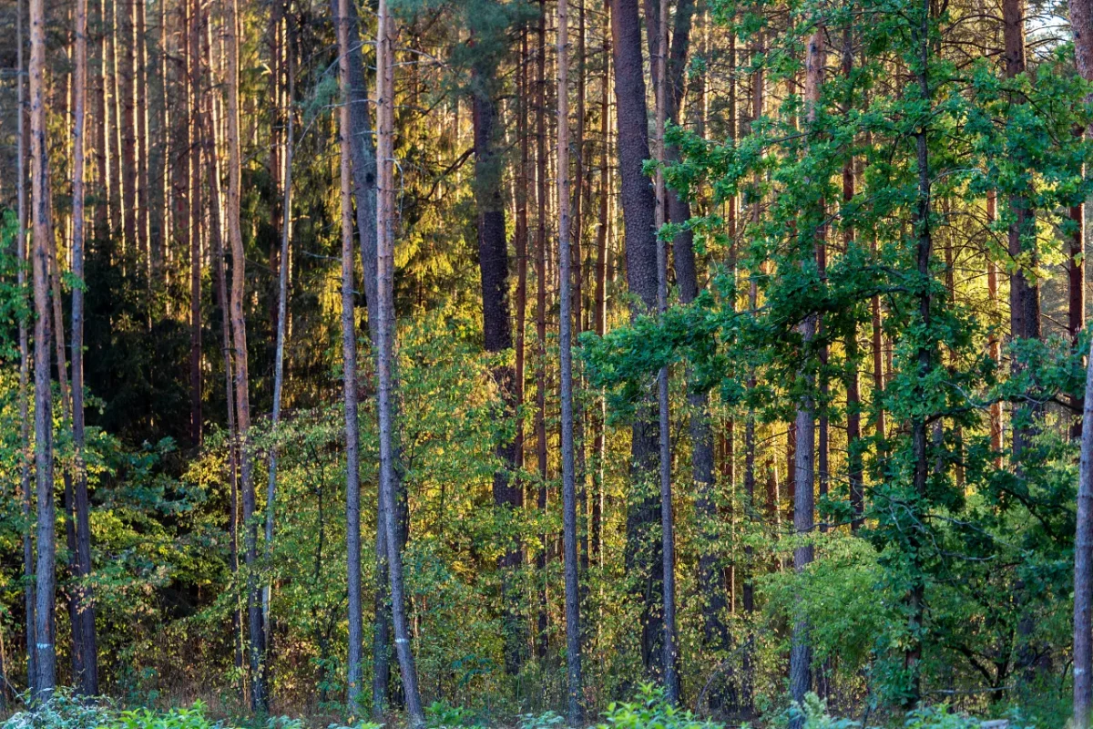 Rosną obawy Polaków o stan lasów i ich bioróżnorodność. To wpływa na ich decyzje zakupowe