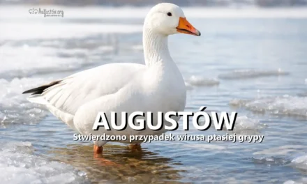 Augustów: Stwierdzono przypadek wirusa ptasiej grypy. Wyznaczono strefę objętą zakażeniem❗