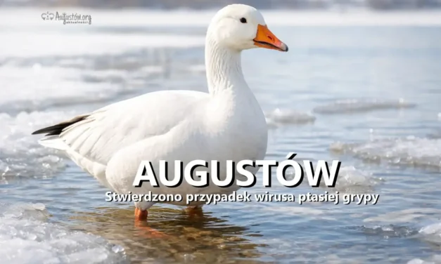 Augustów: Stwierdzono przypadek wirusa ptasiej grypy. Wyznaczono strefę objętą zakażeniem❗
