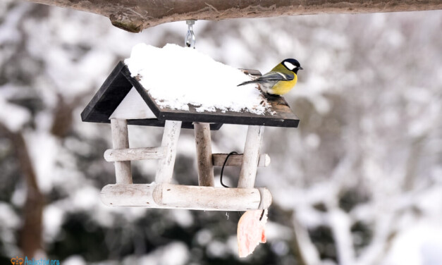 Karmnik z głową: jak pomagać ptakom, a nie szkodzić?