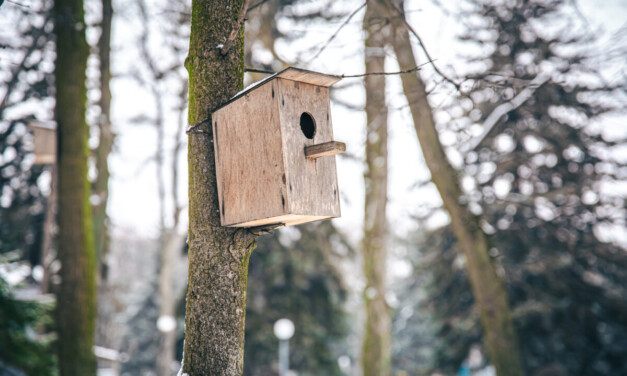 Czas na czyszczenie budek lęgowych. Ważne przypomnienie dla mieszkańców