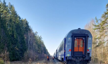 Pociąg uderzył w żubry na Podlasiu