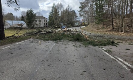 Strażacy z regionu usuwają skutki silnego wiatru. Najwięcej zgłoszeń dotyczy powalonych drzew