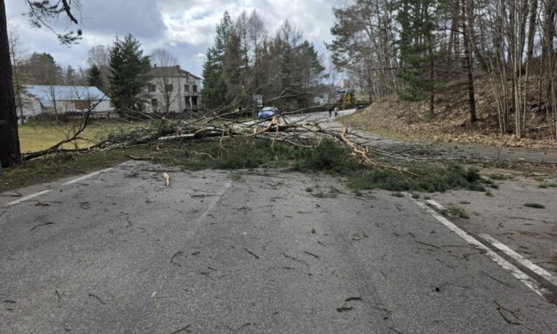 Strażacy z regionu usuwają skutki silnego wiatru. Najwięcej zgłoszeń dotyczy powalonych drzew