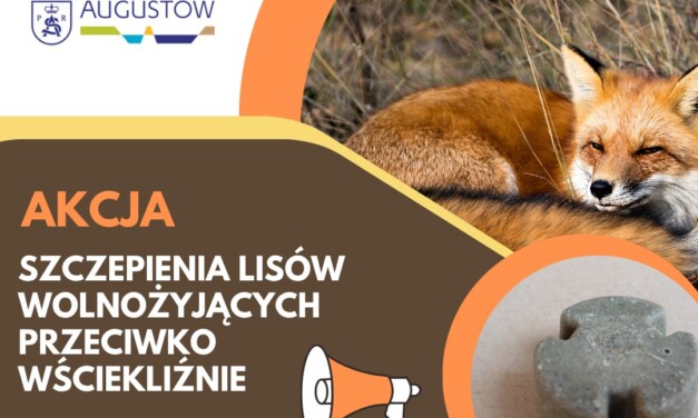 Szczepienia lisów przeciwko wściekliźnie w regionie. Apel do mieszkańców