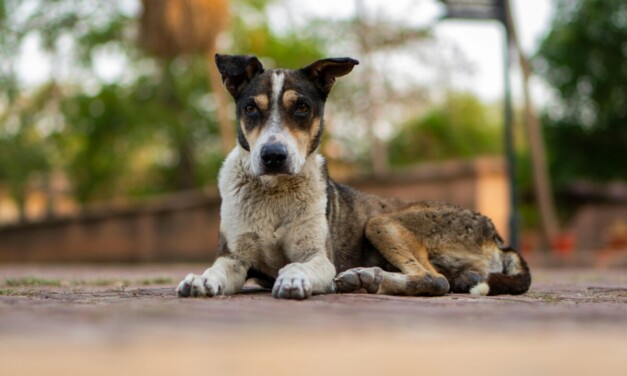 Co zrobić, gdy spotkamy wałęsającego się psa? Policja apeluje o ostrożność